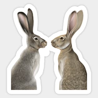 Jackrabbit Sticker